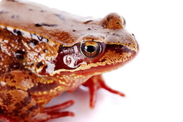 Portrait of a brown frog.
