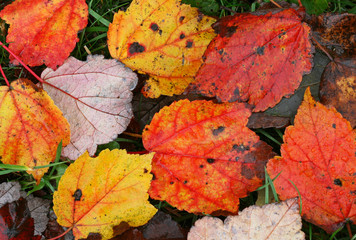 Colorful Leaves