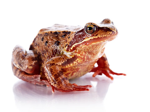 Common frog.