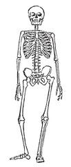 Skeleton anatomy