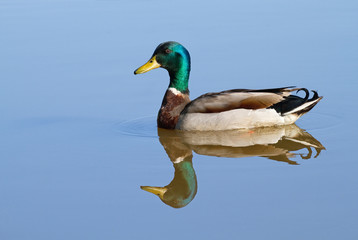 Mallard duck with reflections in lake.