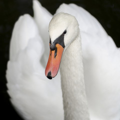 Swan