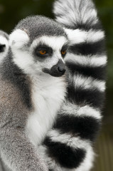 Ring-tailed lemur
