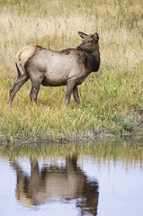 Elk Female