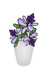 Beautiful Vanda Orchid in A Flower Pot