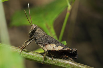 True macro of a grasshopper