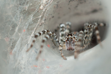 Funnel Web Spider out on his funnel web
