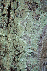 Lichen on bark tree