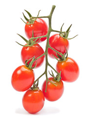 Branch red cherry tomatoes