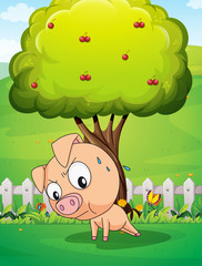 A pig exercising below the cherry tree