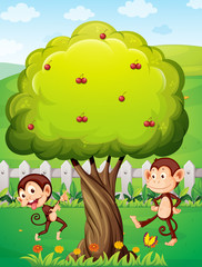 Two monkeys playing under the tree