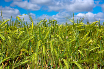 Naklejka premium Wheat field and sky