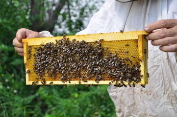 пчеловод держит соту с пчелами и мёдом