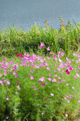 cosmos flowers and grass