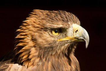 Eagle - Adler