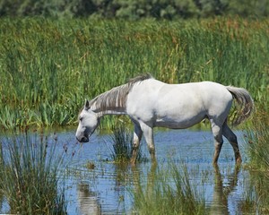 Obraz na płótnie Canvas Portret ładny dziki koń w camargue francuskim regionie