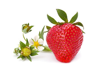 Strawberry with blossom flower