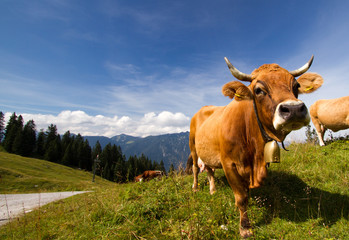 Fototapeta na wymiar Kuh in den Alpen