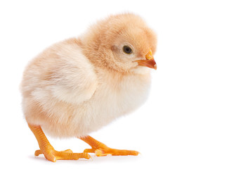 Baby chicken