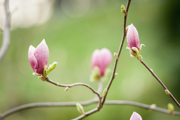 Blossoming of magnolia flowers