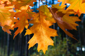 Jesienne liście © phpiotr