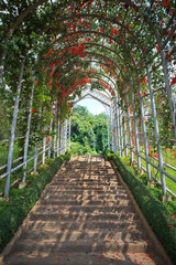 walking way with beautiful flower plant cover on above