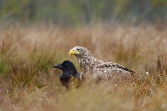 White-tailed eagle and Common Raven in bog