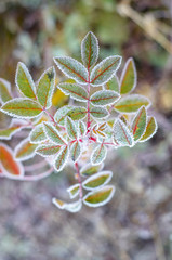Freezing plant.