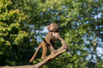Young hamadryas baboon in a tree