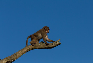 Young hamadryas baboon in a tree