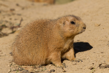 Black-tailed prairie dog sitting in the sand