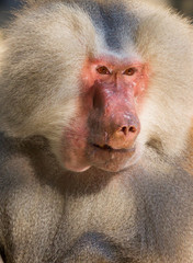 male hamadryas baboon portrait
