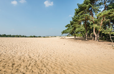 Fototapeta na wymiar Scots Pine trees growing on a sandy dune