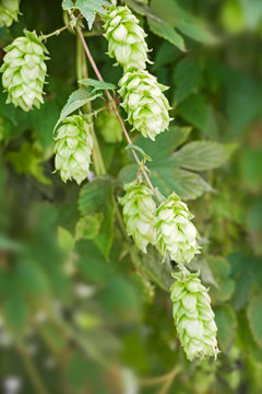 C&ocirc;nes de houblon