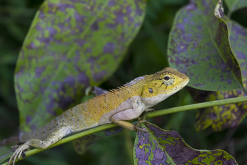 Lizards