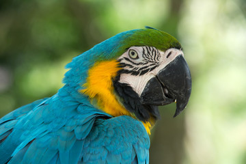 parrot bird