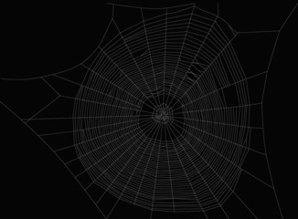 large isolated white spider web