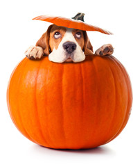 beagle in pumpkin