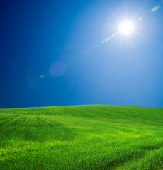 Obraz premium green field
