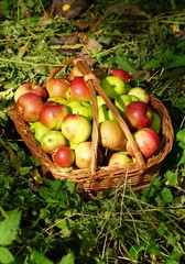 Ein Korb mit Bio-Äpfel