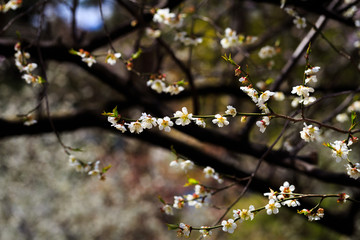 オオシマザクラ