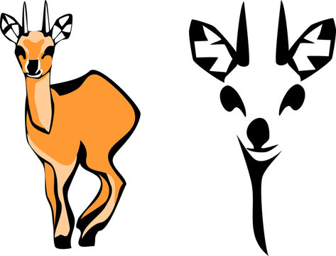 klipspringer