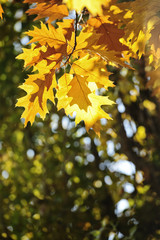 Colorful Autumn Leaves