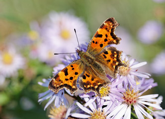 Butterfly on the flower.
