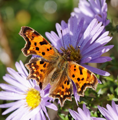.Butterfly on the flower.