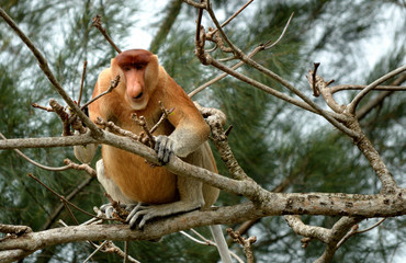 proboscis monkey on a branch eating