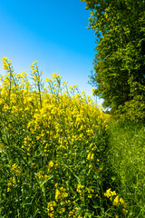 Obraz premium Rapeseed field