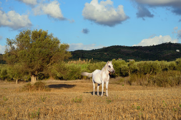 Naklejka na ściany i meble White horse in countryside