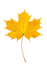 Autumn leaf