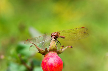 Dragonfly on the fruit of wild rose